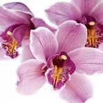 alman-orchidea