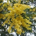 alman-mimosa-Acacia_dealbata