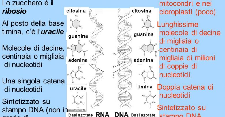 scienza-RNA+DNA (foto web)