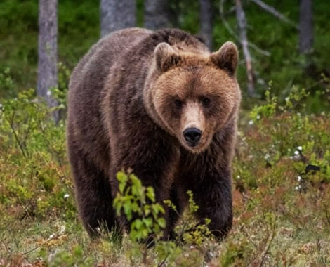 Pietrela - Orso 13.04.2023